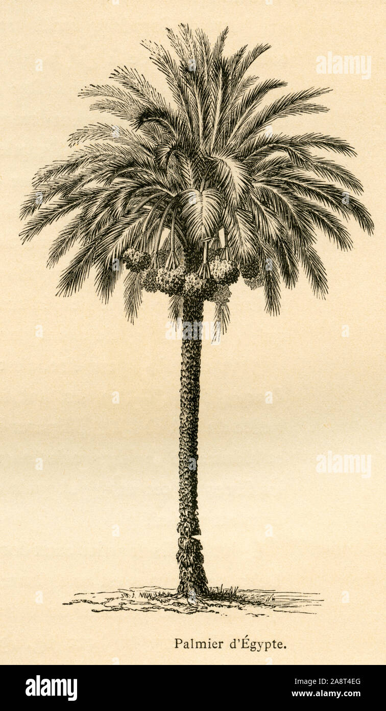 Afrika, Ägypten,  Palmengewächs, einzelne Palme, Motiv aus : ' L`Ancienne France , Le Livre ' , von M. P. Louisy, Verlag : Librairie de Firmin-Didot et Cie. , Paris, 1887 .  /  Africa, Egypt, palm tree from Egypt, image from : ' L`Ancienne France, Le Livre ' , by M. P. Louisy, publishing house :  Librairie de Firmin-Didot et Cie. , Paris, 1887 . Stock Photo